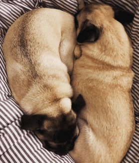 Screen Shot 2018-12-01 at 11.08.17 PM